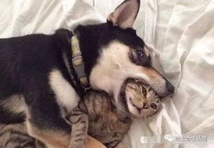 巨猫官方最新爆料英剧猫  第1张